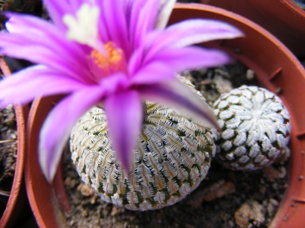 pelecyphora-gymnocacrus   pseudopectinatus.                      