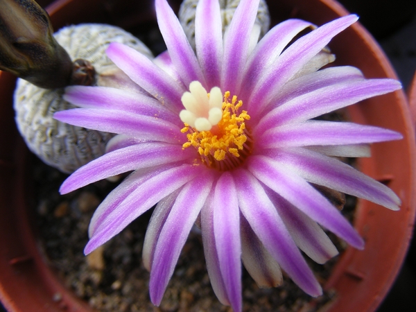 pelecyphora-gymnocactus   pseudopectinata