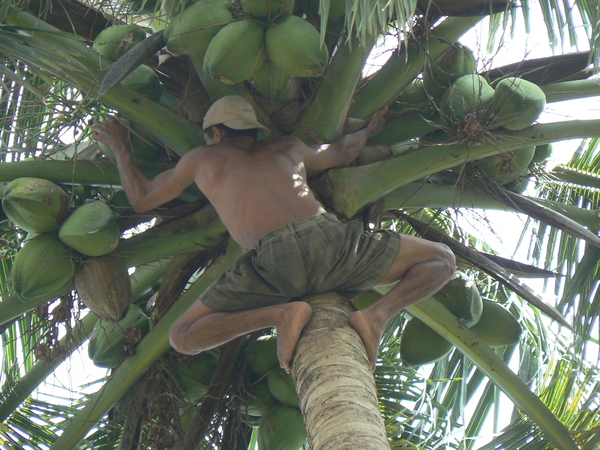 Baracoa