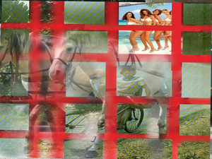 gelukkig de paarden weer
