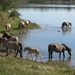 Foto van Konik paarden op 3 meter hoogte