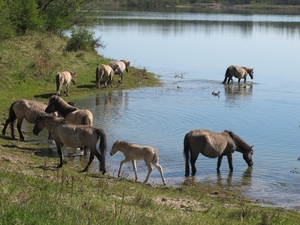 Foto van Konik paarden op 3 meter hoogte