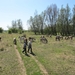 In de polder bij de Konik paarden