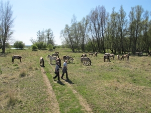 In de polder bij de Konik paarden