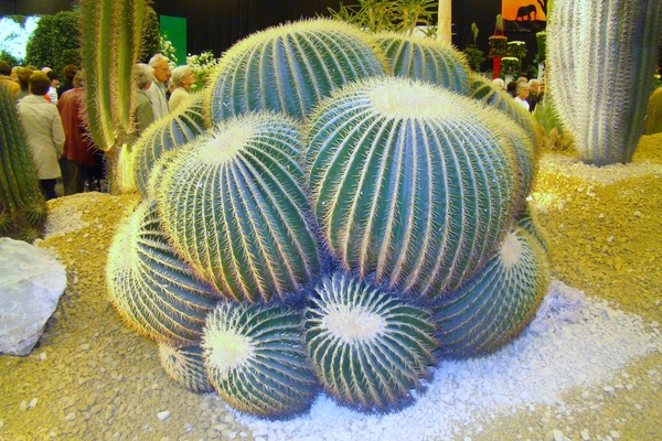 DSC05499