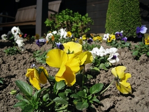 Viooltjes