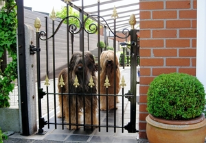 Onze twee viervoeters 