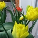 Tulpen