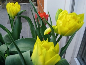 Tulpen