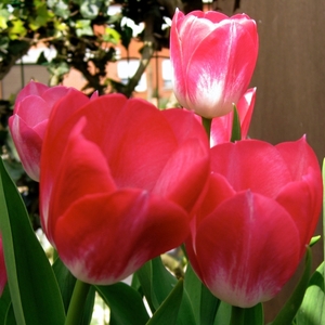 Tulpen