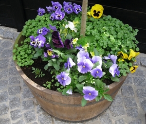 Viooltjes