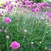 Engels gras