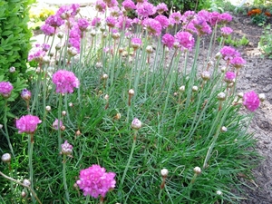 Engels gras