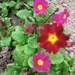 Primula