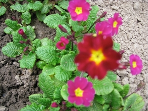 Primula