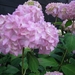 Hortensia