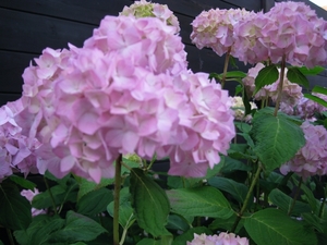 Hortensia