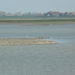 burg-haamstede pan 028