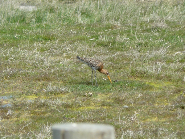 burg-haamstede pan 030