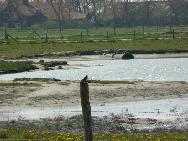 burg-haamstede pan 059