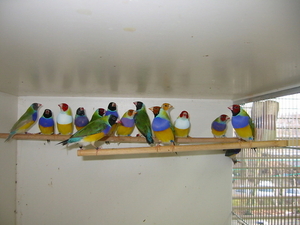 Jonge Gouldamadines op kleur