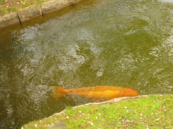 Japanse tuin lente 2010 011