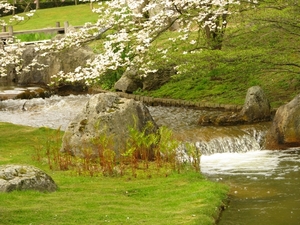 Japanse tuin lente 2010 023