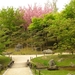 Japanse tuin lente 2010 024