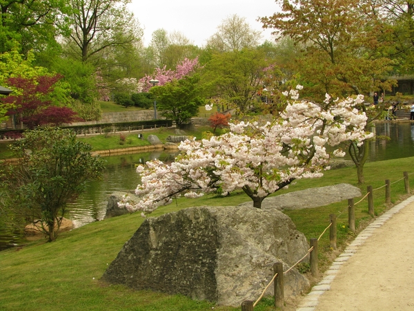 Japanse tuin lente 2010 026