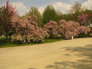 Japanse tuin lente 2010 033