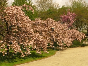 Japanse tuin lente 2010 036