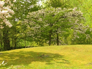 Japanse tuin lente 2010 041
