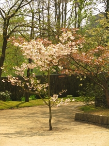 Japanse tuin lente 2010 042