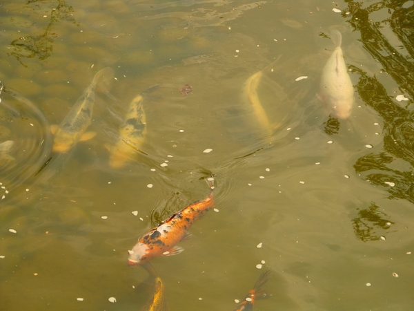 Japanse tuin lente 2010 043