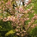 Japanse tuin lente 2010 047