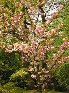 Japanse tuin lente 2010 047