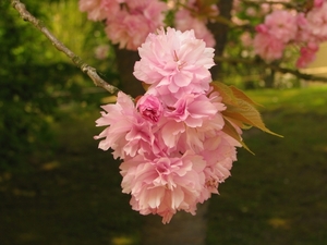 Japanse tuin lente 2010 054