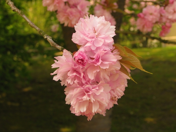 Japanse tuin lente 2010 054