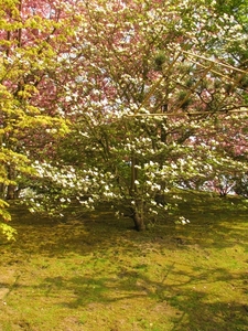 Japanse tuin lente 2010 057