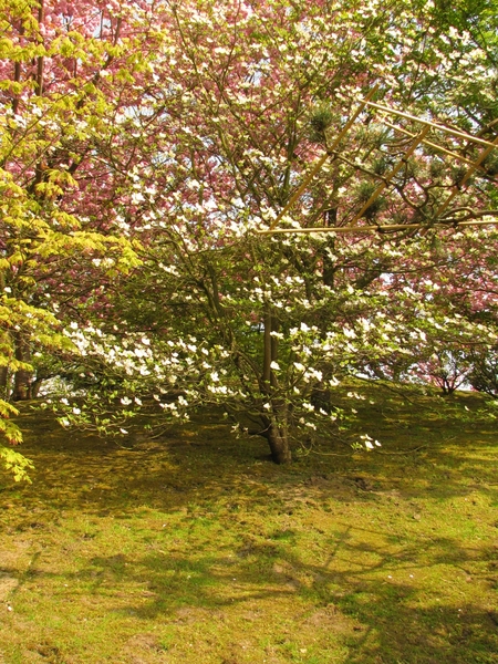 Japanse tuin lente 2010 057