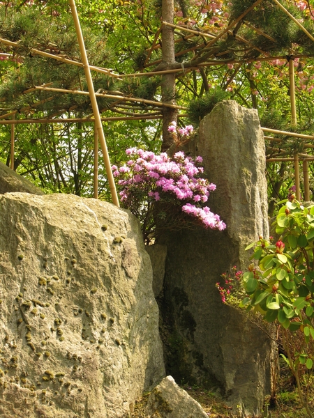 Japanse tuin lente 2010 058