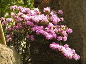 Japanse tuin lente 2010 059