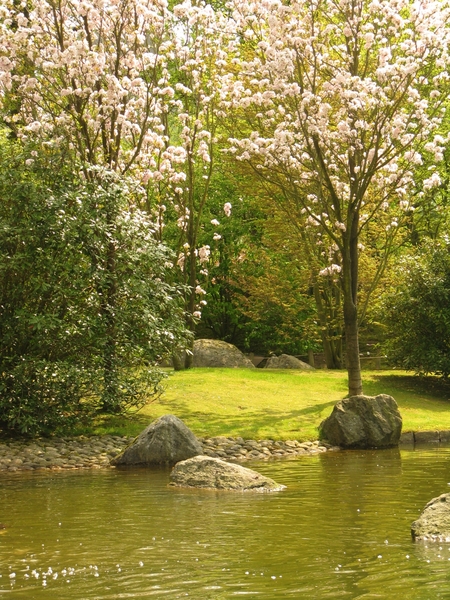 Japanse tuin lente 2010 061