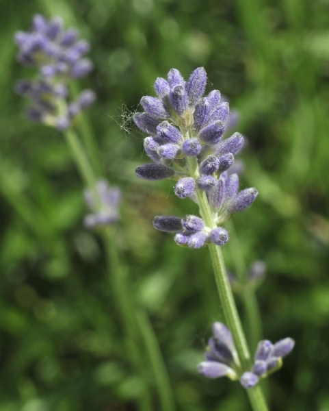 LAVENDEL137A