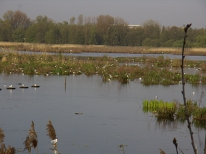 2010-04-24 KKT Lokeren en Moerbeke 003