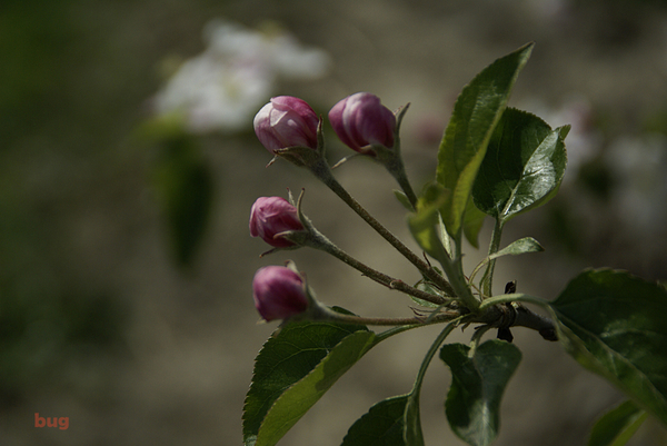 bloesem 026