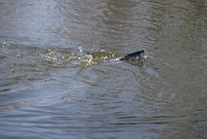 Vissen op forel 24-4-2010 (26)