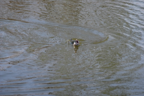 Vissen op forel 24-4-2010 (27)