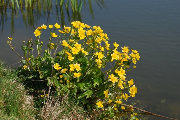 Vissen op forel 24-4-2010 (52)