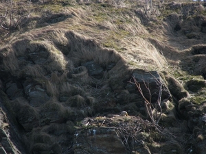 Mid-onder: arend op nest